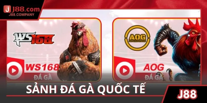 2 sảnh đá gà quốc tế có mặt tại nhà cái uy tín