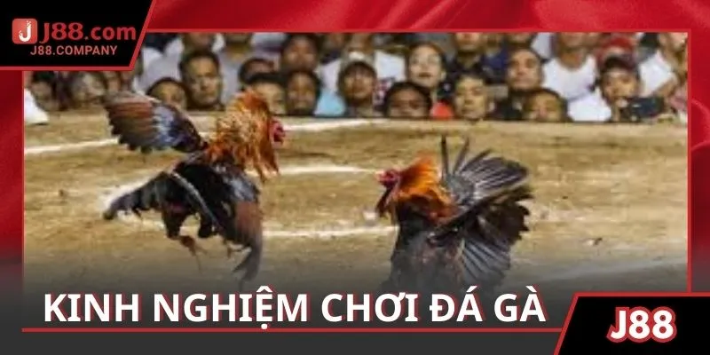Giới thiệu chi tiết hình thức đấu kê trực tuyến hiện có