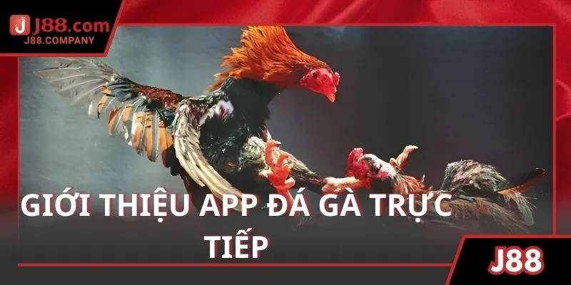 Giới thiệu thông tin cơ bản về app đá gà trực tiếp