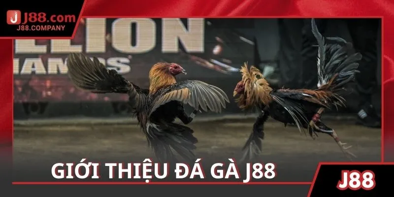 Giới thiệu thông tin cơ bản về sảnh đá gà J88 trực tuyến