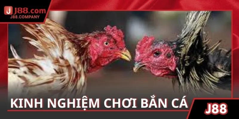 Kinh nghiệm thắng lớn khi tham gia đá gà J88 trực tuyến