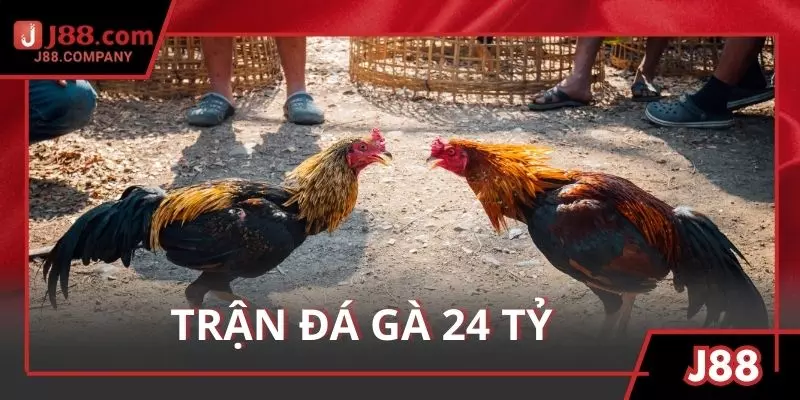 Trận Đá Gà 24 Tỷ